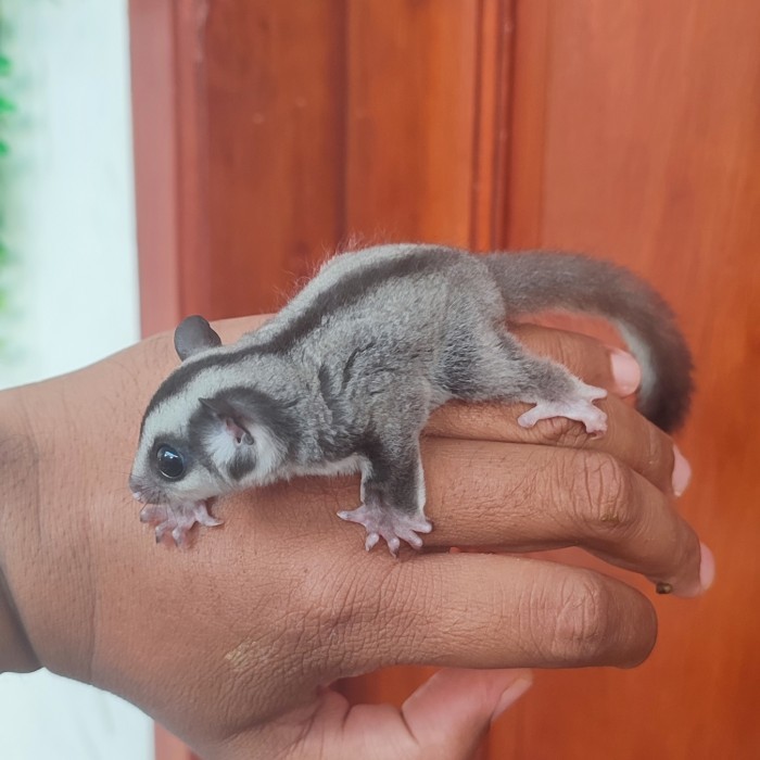 Sugar Glider clasic grey betina
