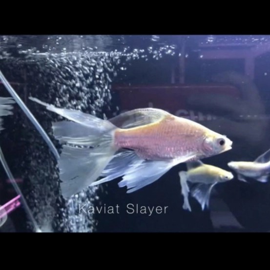 TERBARU ikan Hias kapiat Slayer kaviat slayer Ikan Hias Air Tawar Aquarium