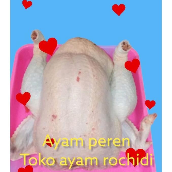 

Ayam peren 4 kg + ati ampela (HIDUPNYA)