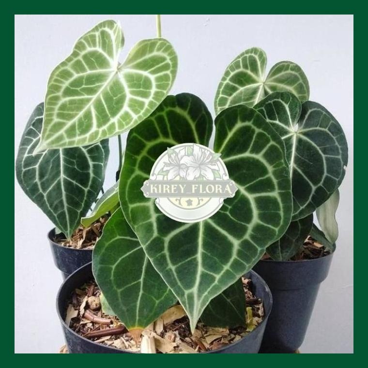 Tanaman Hias Anthurium Kuping Gajah Tarantula - Anthurium Kuping Gajah