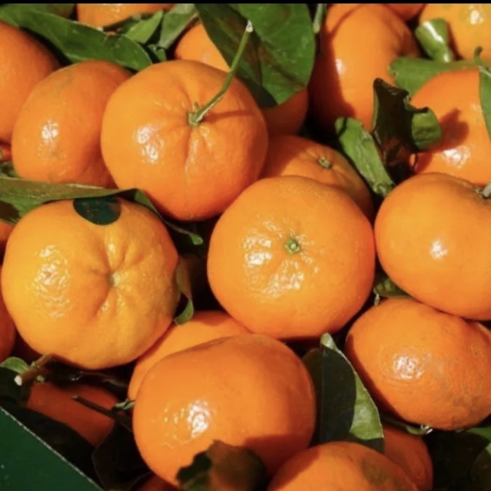 

Tanaman buah buah jeruk Mandarin ponkam // sudah berbuah