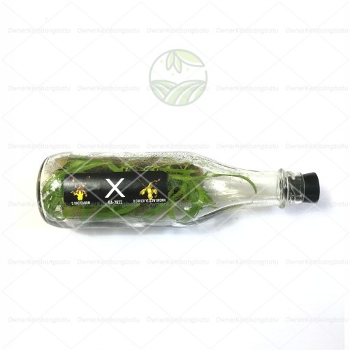 PROMO ~`~ Anggrek Dendrobium Murah Anggrek Dendro Murah Bibit Botol ~~~