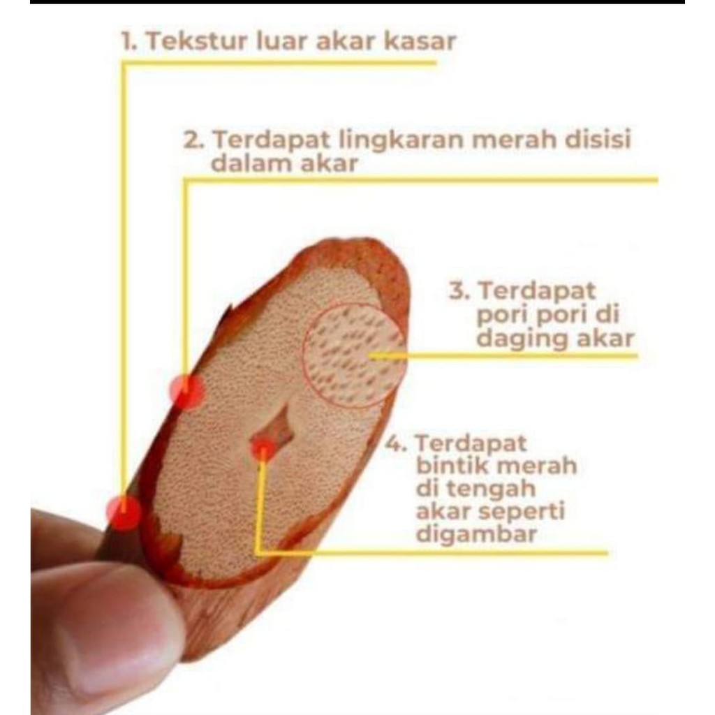 

Akar Bajakah Asli Kalimantan 500g