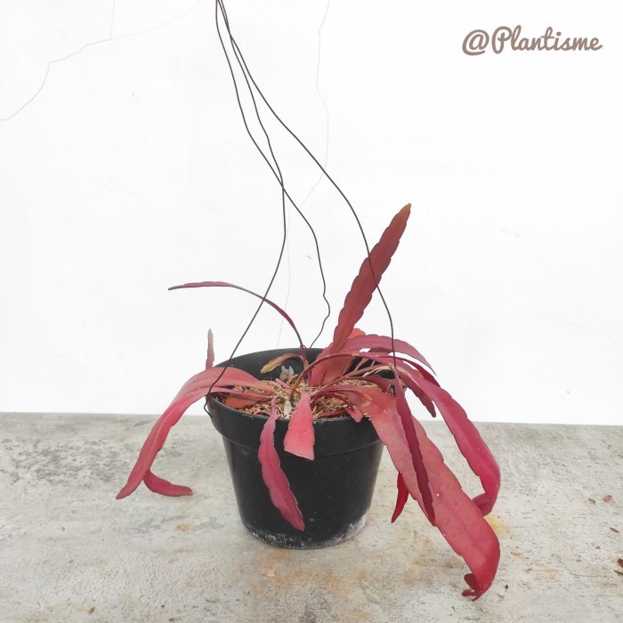 Wijaya Kusuma Tasbih Merah Pseudorhipsalis Ramulosa Red Rhipsalis Asli 100%