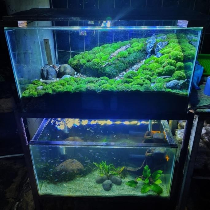 Diskon Request Redesign Terrarium Paludarium Kandang Hewan Aquarium Bekas