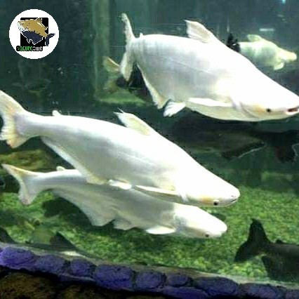 OBRAL ikan patin albino mata merah untuk hiasan aquarium, tankmate predator