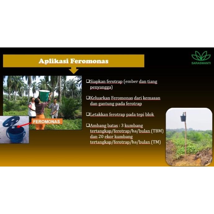 Terupdate Feromonas Feromon Pengendali Hama Kumbang Tanduk