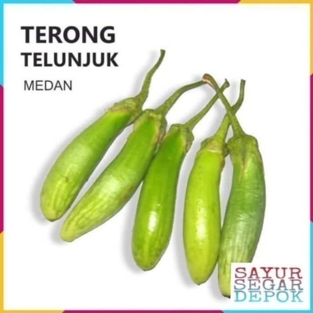 TERONG TELUNJUK / TERONG BATAK