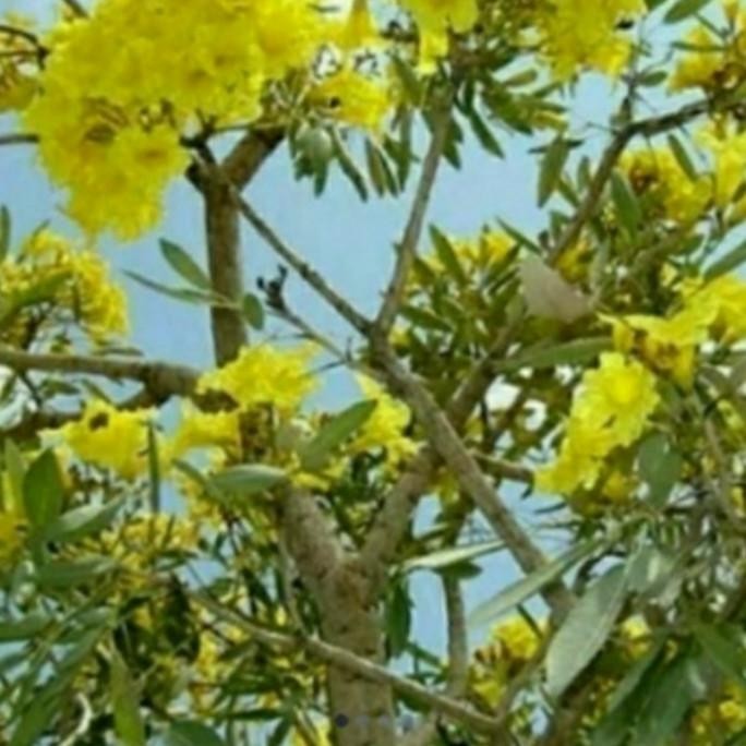 

Ready tanaman hias tabebuya bunga kuning tinggi 3 meter