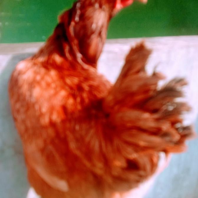 

Ayam petelur Rir siap bertelur/19-20mminggu