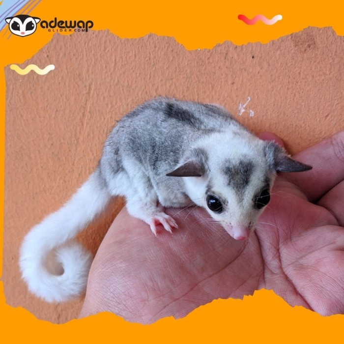 TERBARU (Mainan) Sugar Glider Mozaic Joey Jinak Lucu Putih Bersih