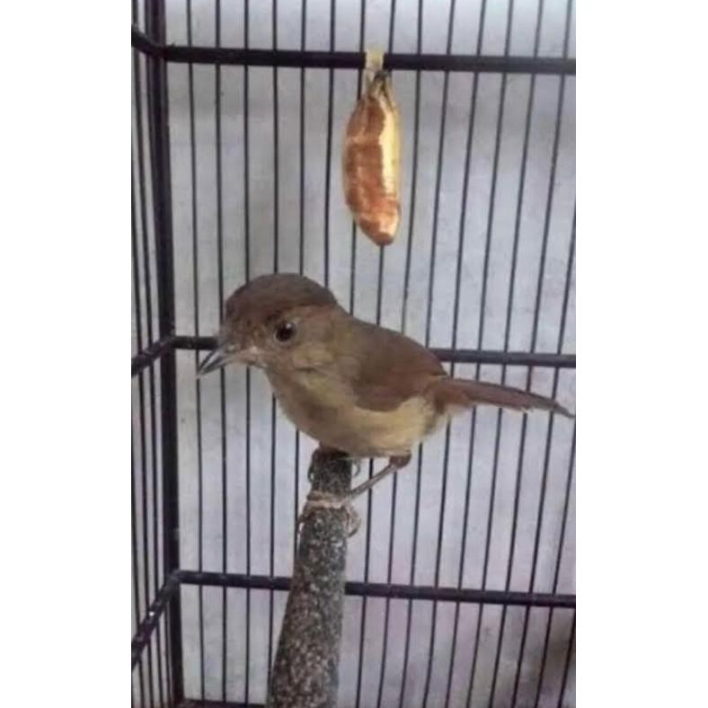 PROMO burung flamboyan/ transen pilihan jantan eq-77