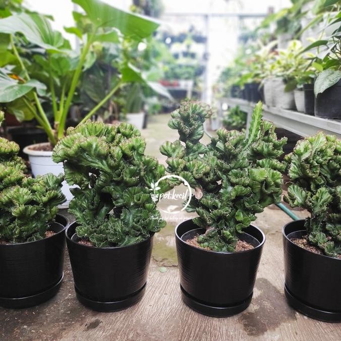 Kaktus Euphorbia Lactea Cristata / Cactus Euphorbia / Kaktus Karang