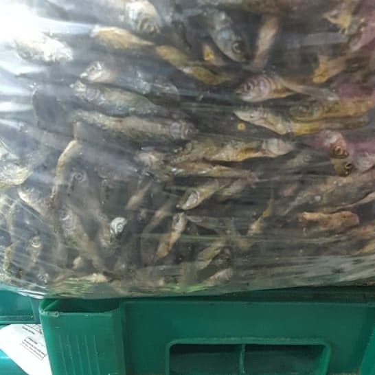 

IKAN BILIH DANAU SINGKARAK 500G