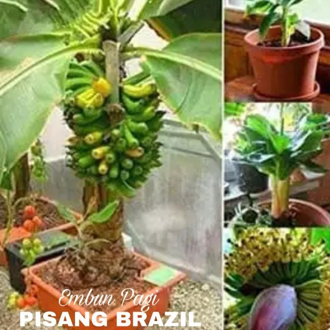 Bibit Pohon Pisang Brazil Pendek berbuah Tambulanpot