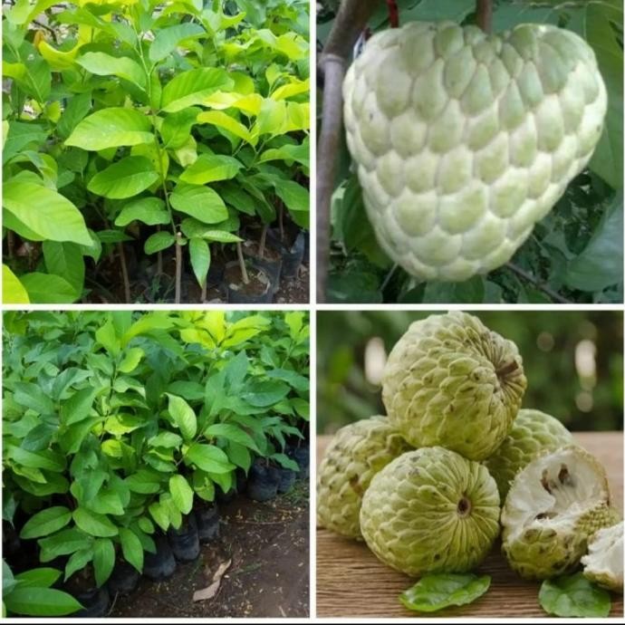 PREMIUM bibit tanaman buah srikaya jumbo srikaya thailand