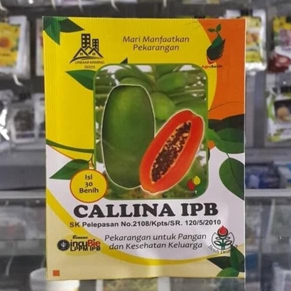 PREMIUM Bibit Pepaya California Calina IPB 30 Biji Tanaman Buah Unggul