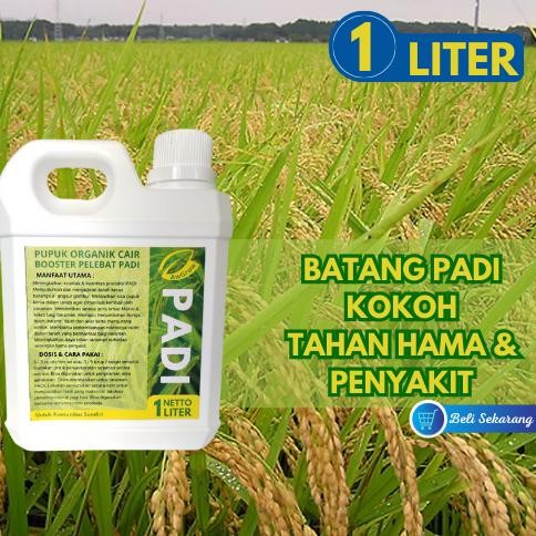 sd-67 Pupuk Padi Pupuk Cair Pelebat Padi Pupuk Organik Padi Pupuk Memperbanyak Anakkan Padi Kemasan 