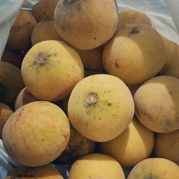 PREMIUM Bibit kecapi - pohon buah kecapi