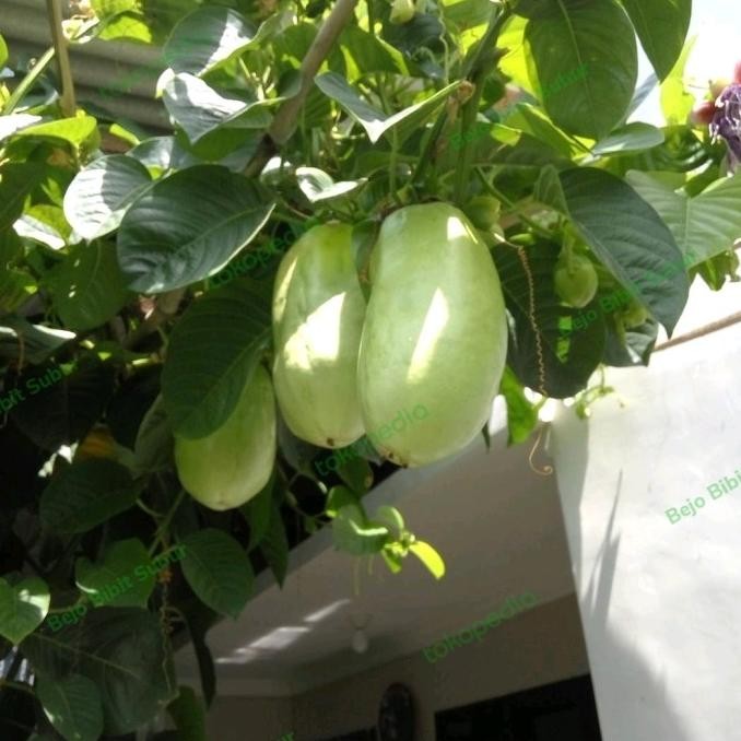 PREMIUM Bibit Tanaman Buah Markisa Jumbo-Pohon Markisa Jumbo/Markisa Buto