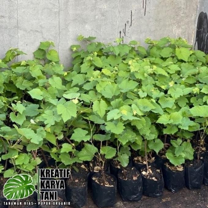 PREMIUM Bibit pohon anggur siap tanam - Pohon buah anggur