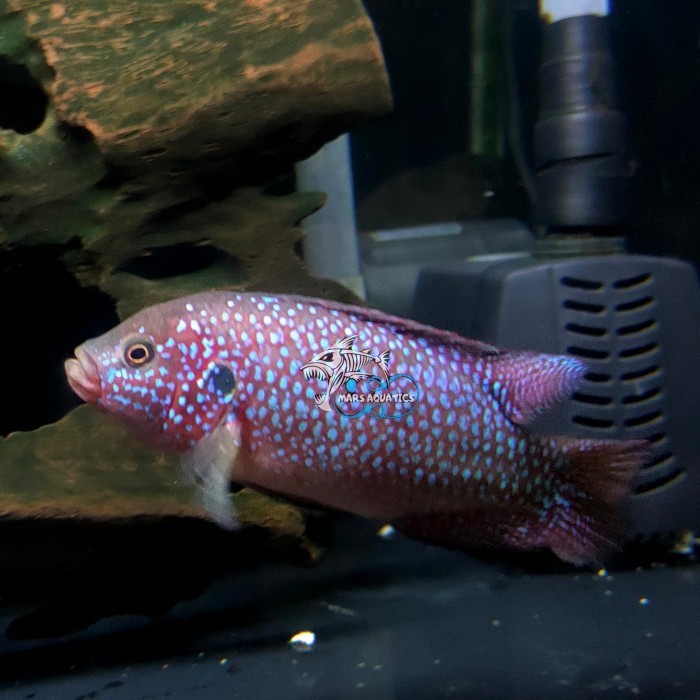 IKAN HIAS RED JEWEL AFRICAN CICHLID TANKMATE