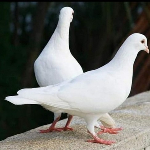 BURUNG MERPATI PUTIH SEPASANG KODE 56