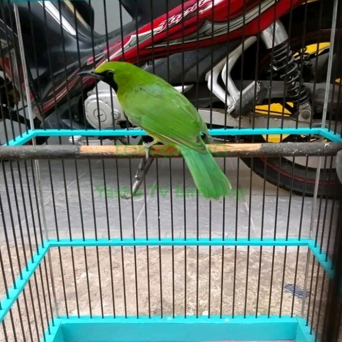 BURUNG CUCAK IJO MINI GACOR KODE 252