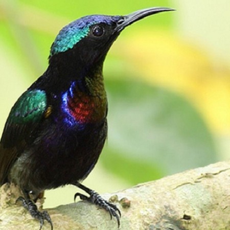 BURUNG KOLIBRI NINJA KONIN METALIK MASTERAN MURAI KODE 1205