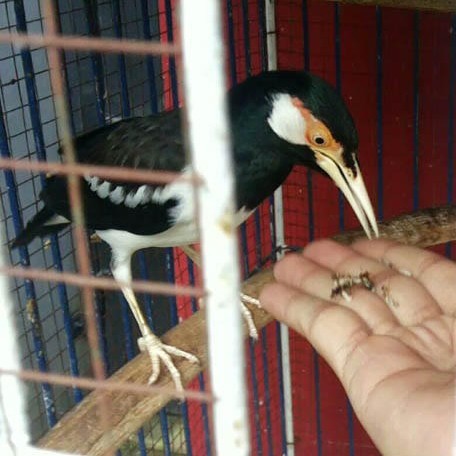 BURUNG JALAK SUREN CETREKAN JINAK GACOR GARUDA KODE 695