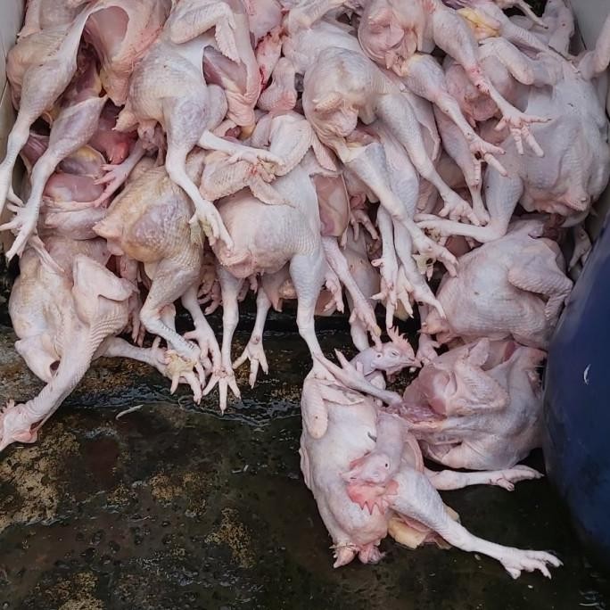

READY AYAM PARENT BERAT HIDUP 4 KG UP