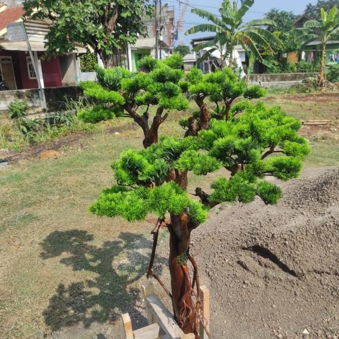 Pohon Bonsai Artificial Tanpa Pot// Tinggi 80 cm// Pohon Bonsai Cemara Udang