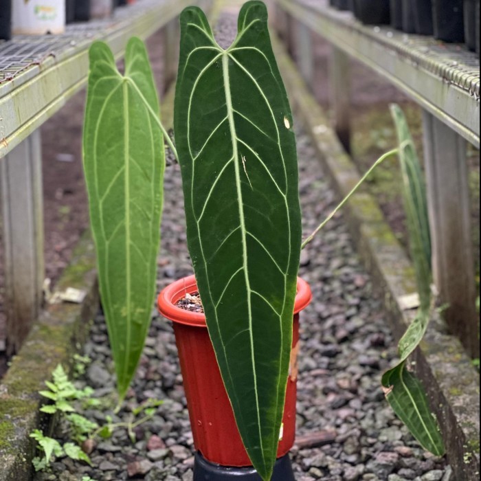 Anthurium Warocqueanum