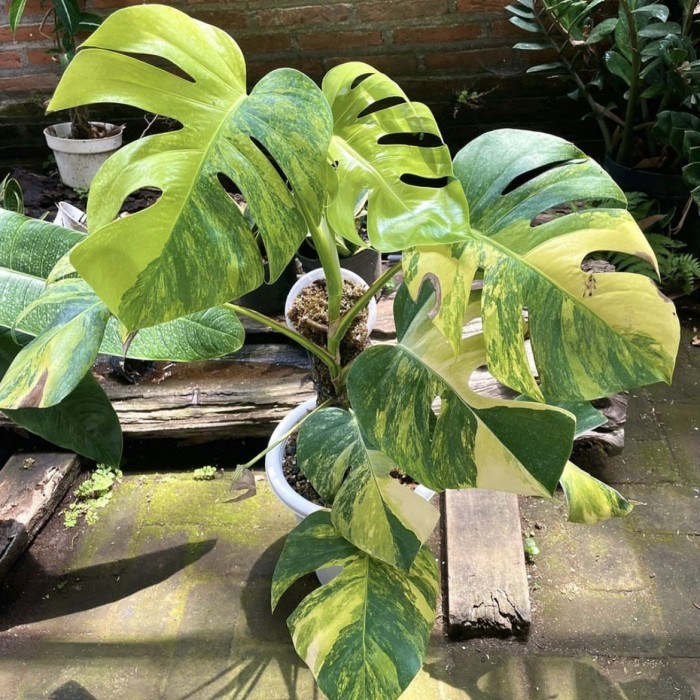 Monstera Marmorata Aurea Yellow Variegata Real Pict Murah Ekonomis