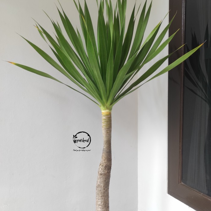 Pandan Bali / Pohon Pandan Bali