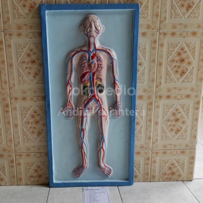 

Alat Peraga Ipa Penampang Peredaran Darah Bahan Fiberglass
