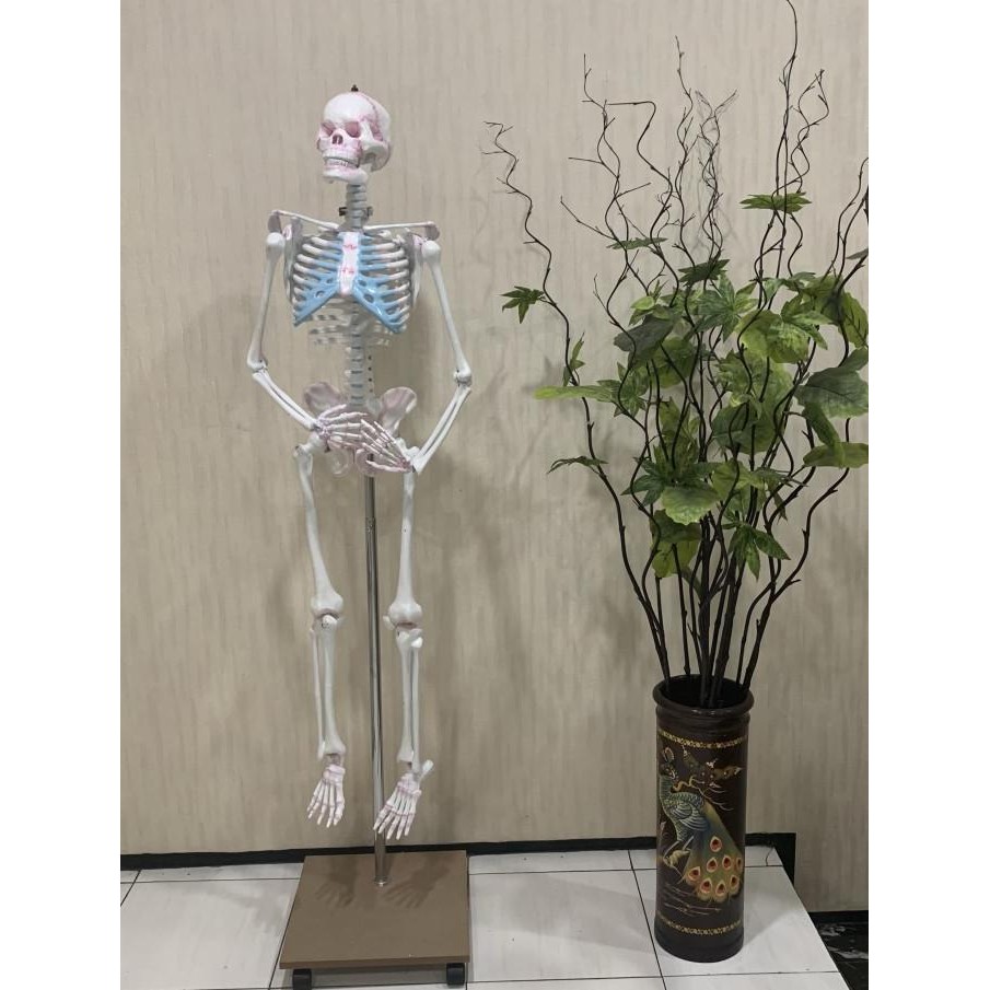 

Model Kerangka Manusia Dewasa 160 Cm - Alat Peraga Pendidikan Ipa