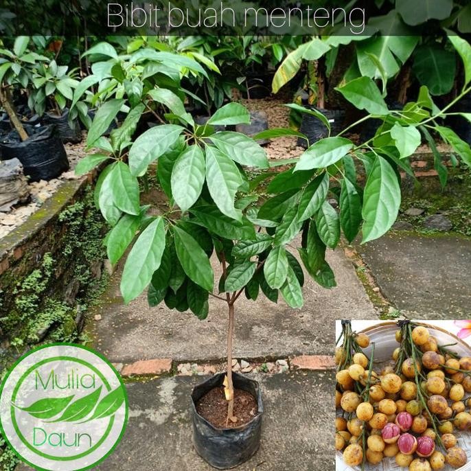 PREMIUM Bibit tanaman menteng/Pohon buah menteng/Jumbo/Bencoy/Rambe/Rambai