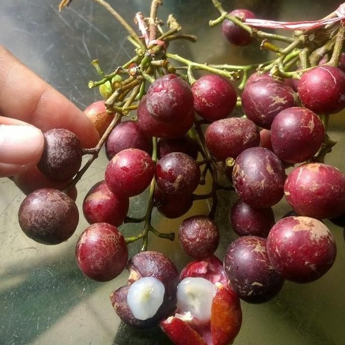 PREMIUM Bibit Tanaman Buah Trenggulun - Buah Langka - Bibit Buah