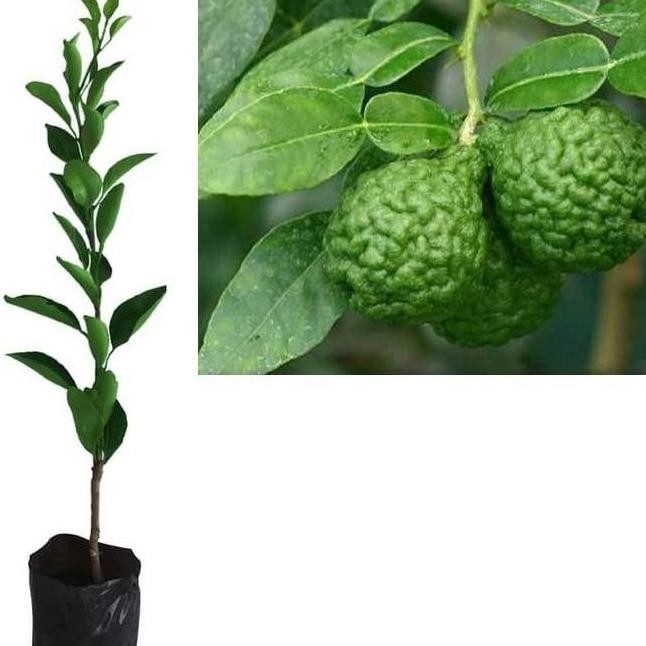 PREMIUM Bibit Tanaman Pohon Jeruk Purut Bibit Jeruk Purut Buah Jeruk Purut