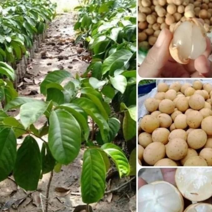 PREMIUM Bibit Tanaman Buah Duku Palembang Tanpa Biji Super Hasil Okulasi