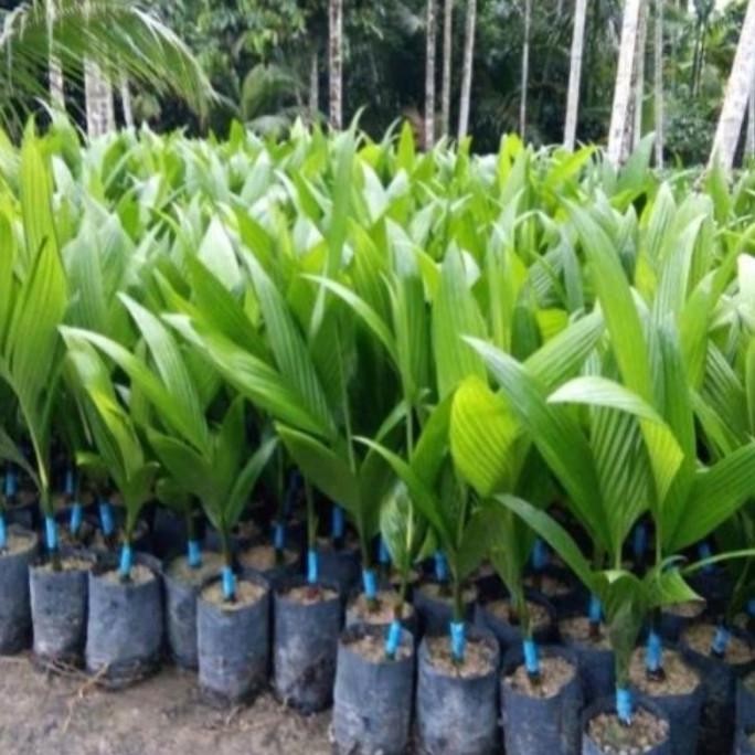 PREMIUM bibit tanaman buah pinang betara bibit unggul