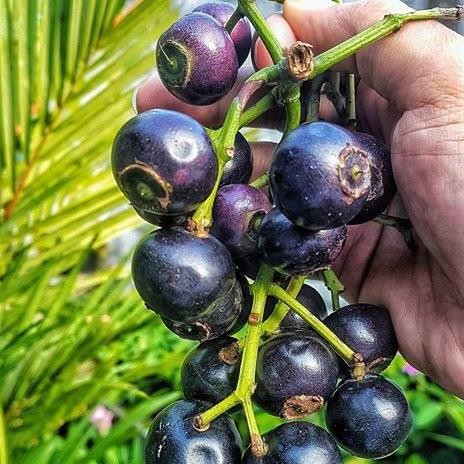 PREMIUM Bibit Pohon Kupa/Tanaman Buah Gowok/Kepa/Langka