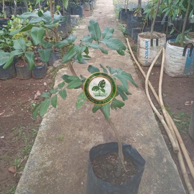 PREMIUM Bibit Pohon Kelengkeng Matalada / Tanaman Buah Lengkeng Matalada Super