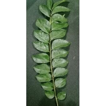

Terbaru Daun Kari / Salam Koja / Daun Korobelek 5 Tangkai