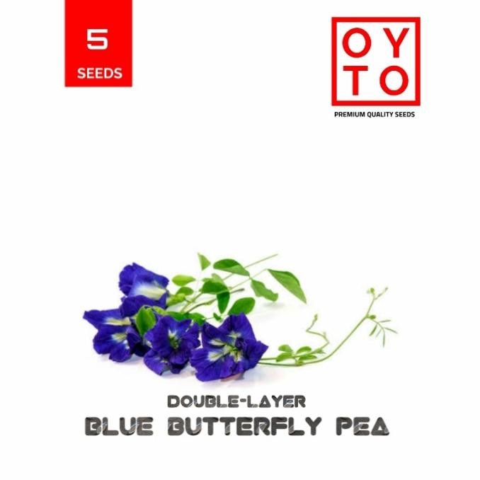 BUNGA TELANG TUMPUK BIBIT BUNGA TANAMAN PREMIUM