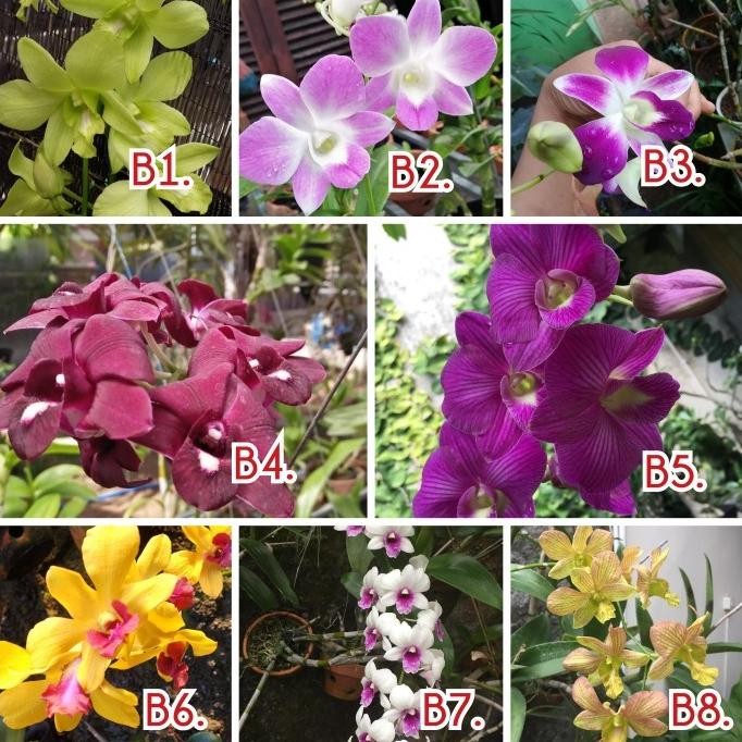 Seedling Remaja Bunga Anggrek Dendrobium / Bibit Tanaman Hias PREMIUM