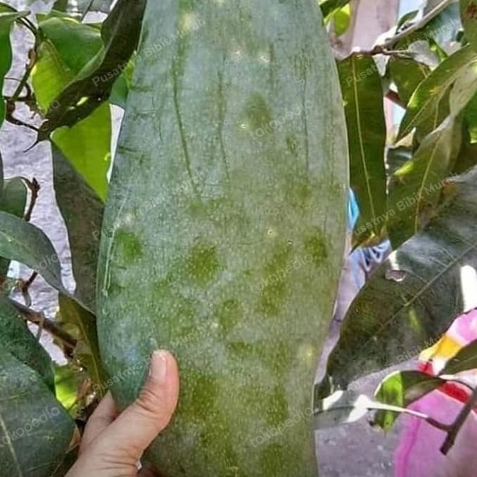 Bibit Tanaman Mangga Mahatir 1 Meter-Pohon Mangga Mahatir 1 Meter Asli PREMIUM