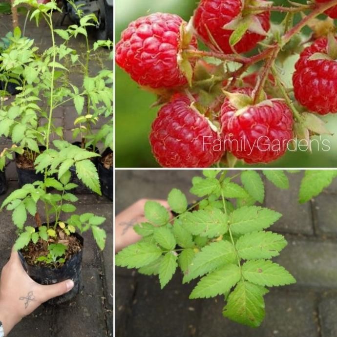 Bibit Tanaman Buah Raspberry / Buah raspberry PREMIUM