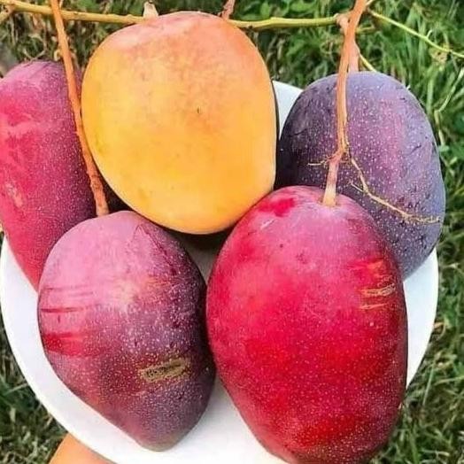 / bibit tanaman mangga miyaki 1 meter cepat berbunga PREMIUM